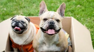 Diferença entre Pug e Bulldog Francês: Descubra as características de cada raças 35