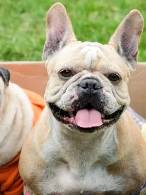 Diferença entre Pug e Bulldog Francês: Descubra as características de cada raças