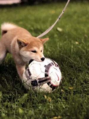 Como ensinar seu cachorro a jogar futebol