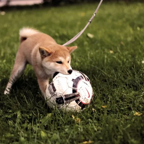 Como ensinar seu cachorro a jogar futebol 13