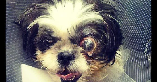 Entendendo a Proptose Ocular em Cães: olho caiu! 3
