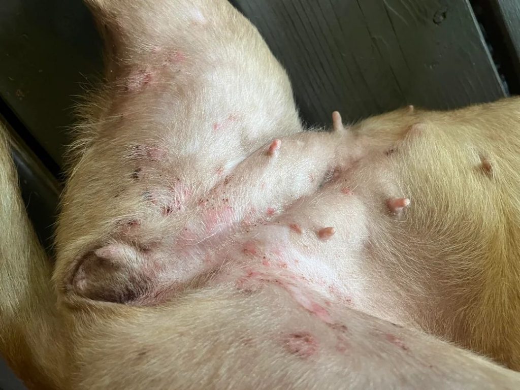 Como cuidar de Dermatite Alérgica em cachorro 14