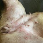 Como cuidar de Dermatite Alérgica em cachorro 7