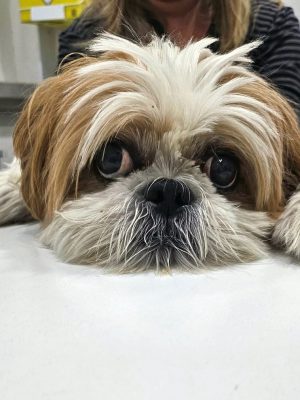 Síndrome do Brachycephalic Airway Obstruction (BAOS) em cães: sintomas e tratamentos